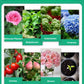 Flüssige Lösung zur Aktivierung von Pflanzen und Blumen