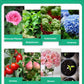 🪴Kaufen Sie 3 für 5 (8 Flaschen）🌼Flüssige Lösung zur Aktivierung von Pflanzen und Blumen✨