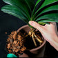 Organic Coconut Coir for Plants